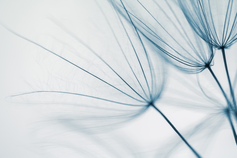 Big,White,Dandelion,In,A,Forest,At,Sunset.,Macro,Image,